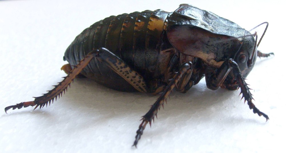 Степной Толстун (Bradyporus multituberculatus)