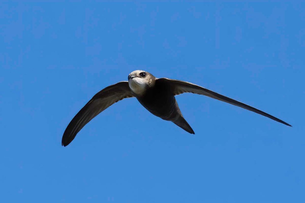 Swift Стриж
