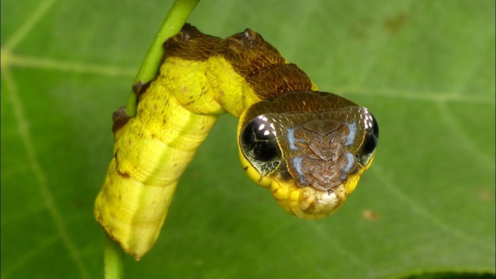 Hemeroplanes triptolemus гусеница
