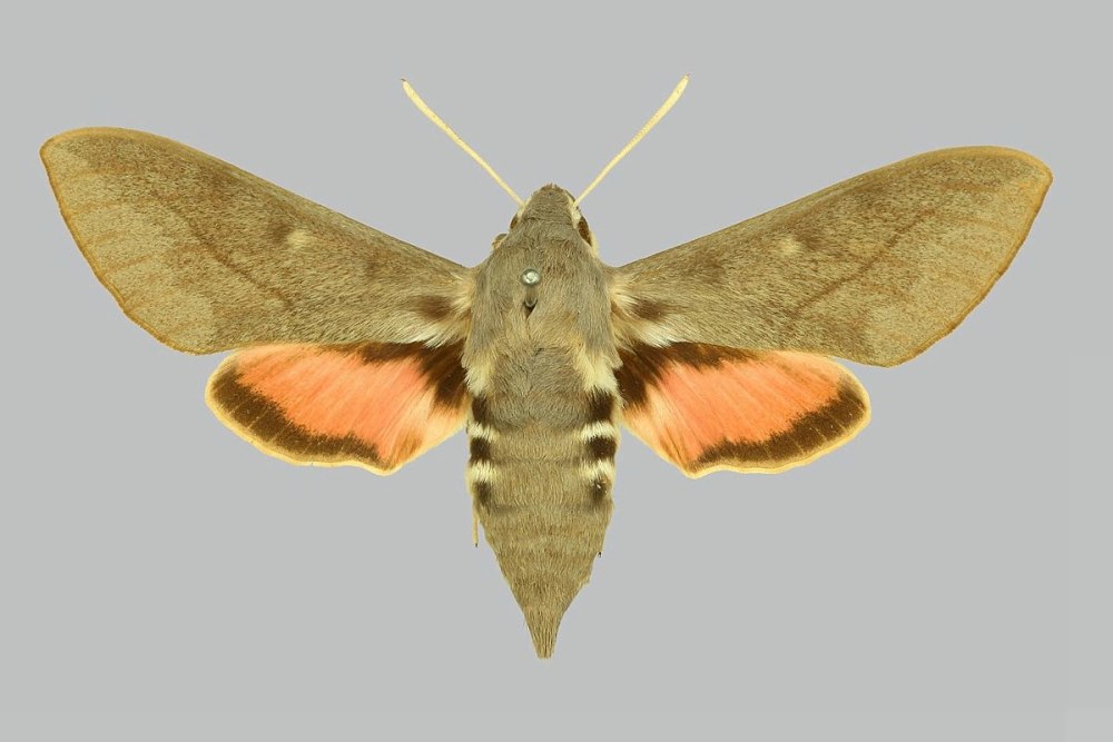 Бражник облепиховый Hyles Hippophaes (Esper, 1789)