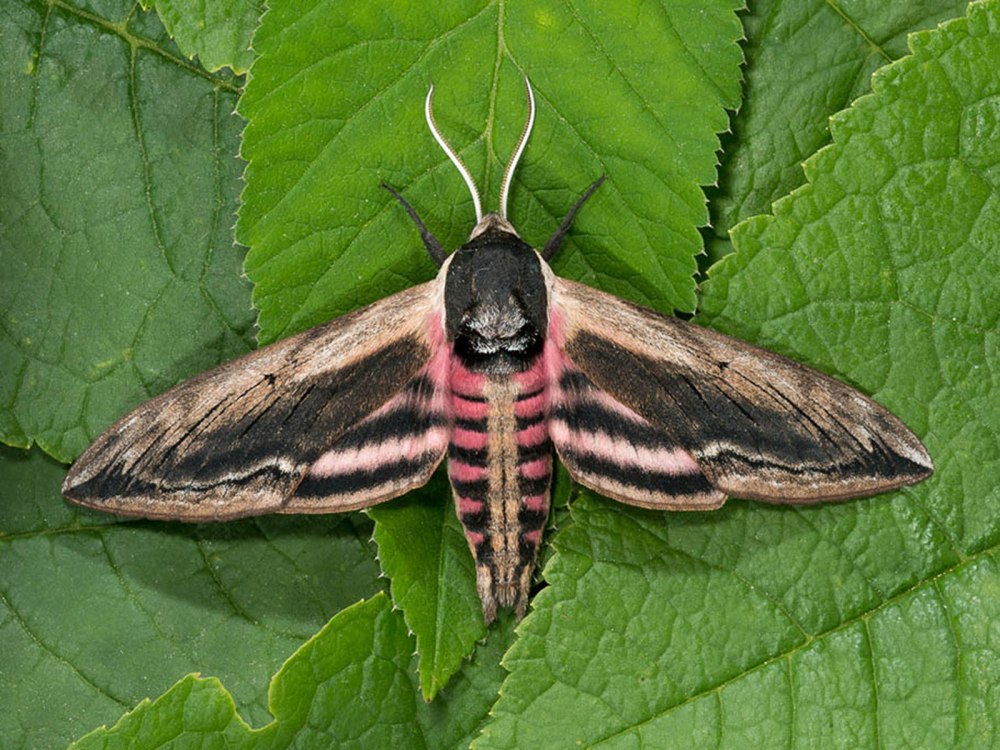 Бражник сиреневый Sphinx ligustri