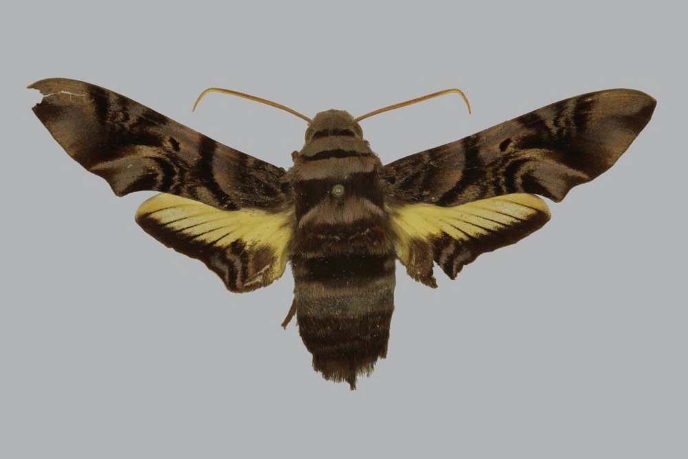 Хвостатая Сфекодина Sphecodina caudata