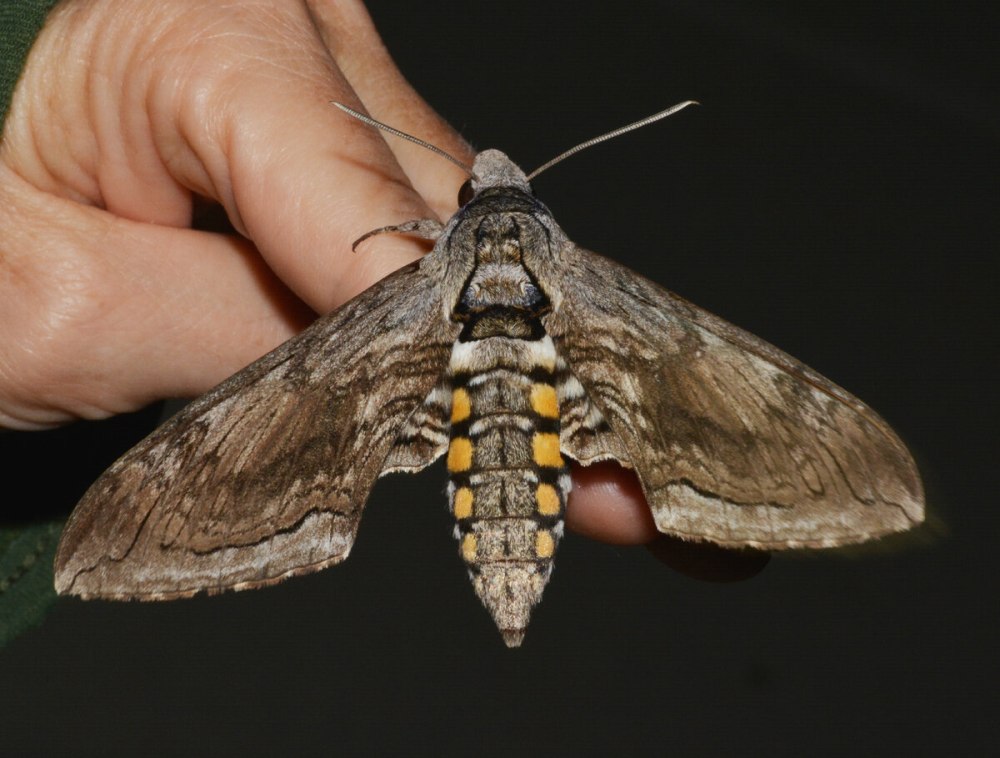 Мотылек Manduca quinquemaculata