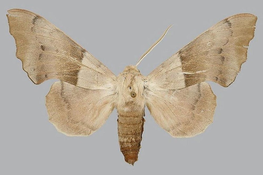 Smerinthus jamaicensis