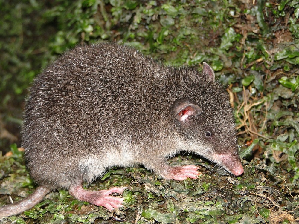 Отряд ценолесты (Paucituberculata)
