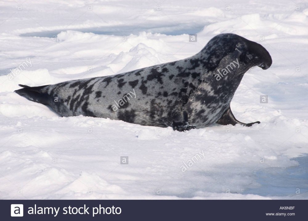 Хохлач самка