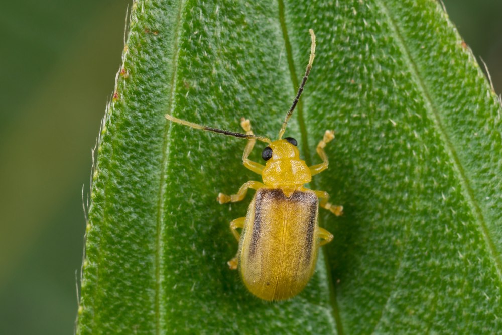 Insecta Coleoptera Chrysomelidae