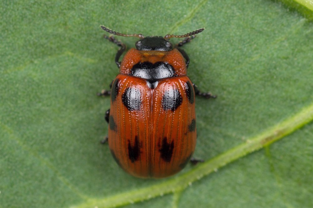 Gonioctena viminalis