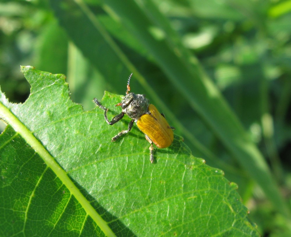 Листоед крупночелюстник (Labidostomis longimana)