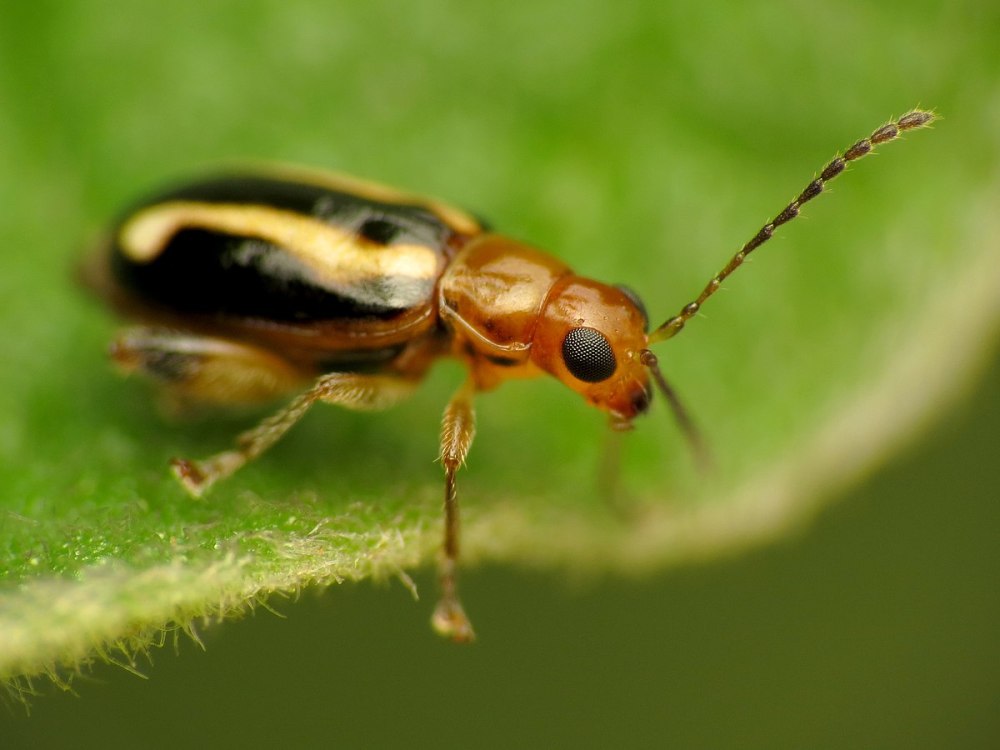 Orthocephalus bivittatus