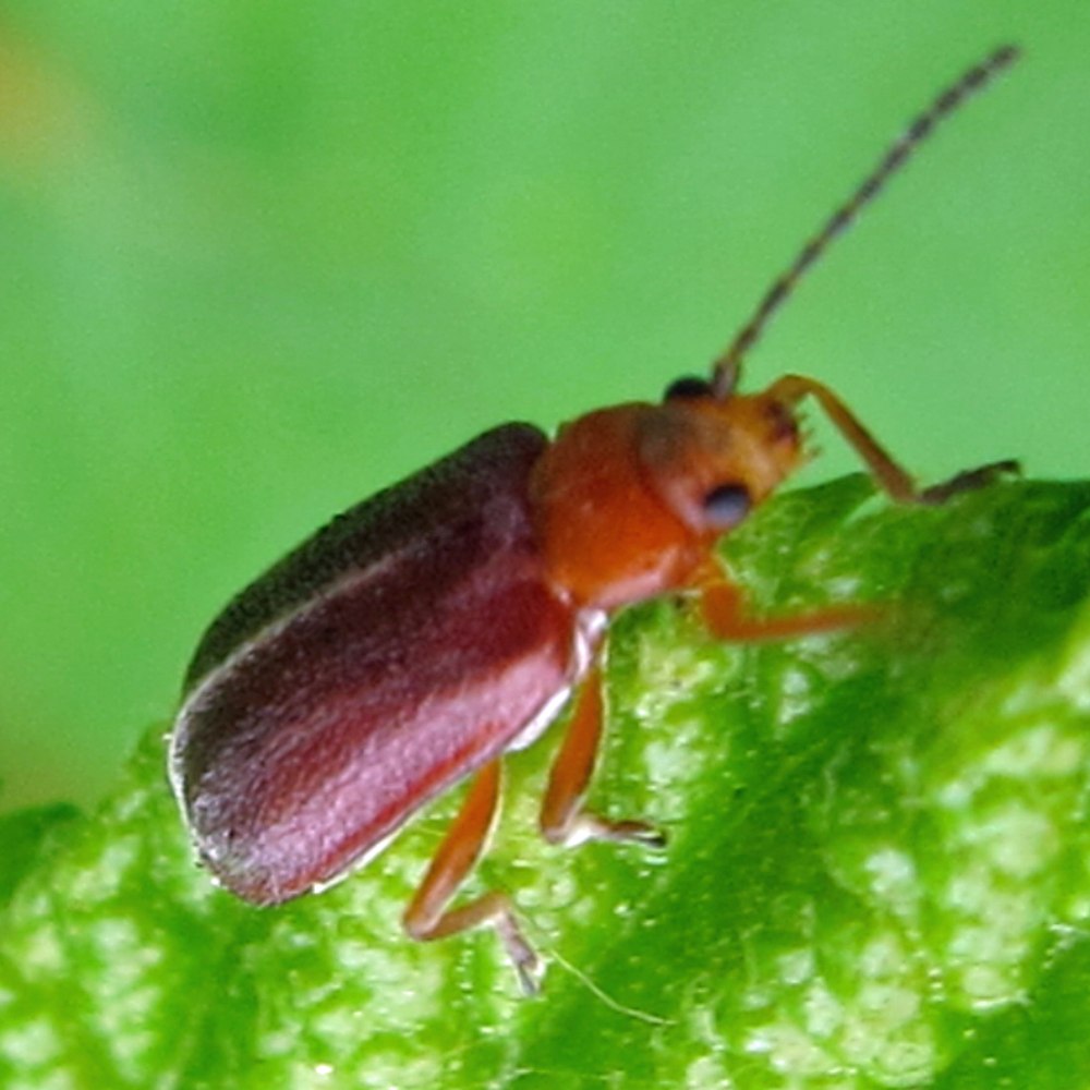 Мягкотелка рыжая Rhagonycha fulva