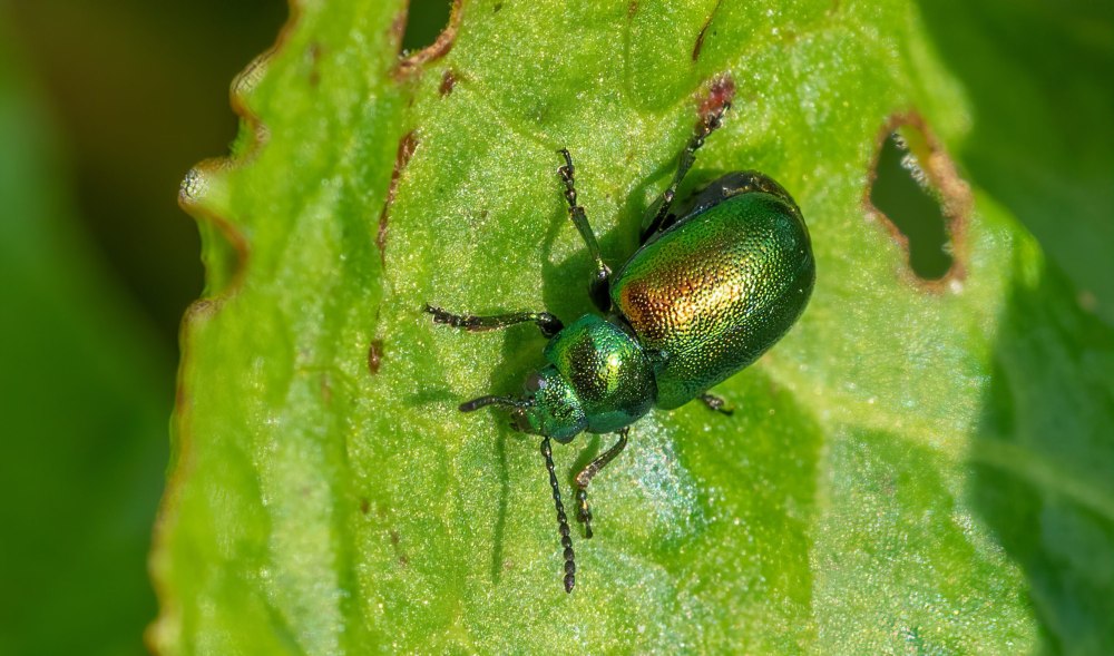 Жук Ophraella Communa