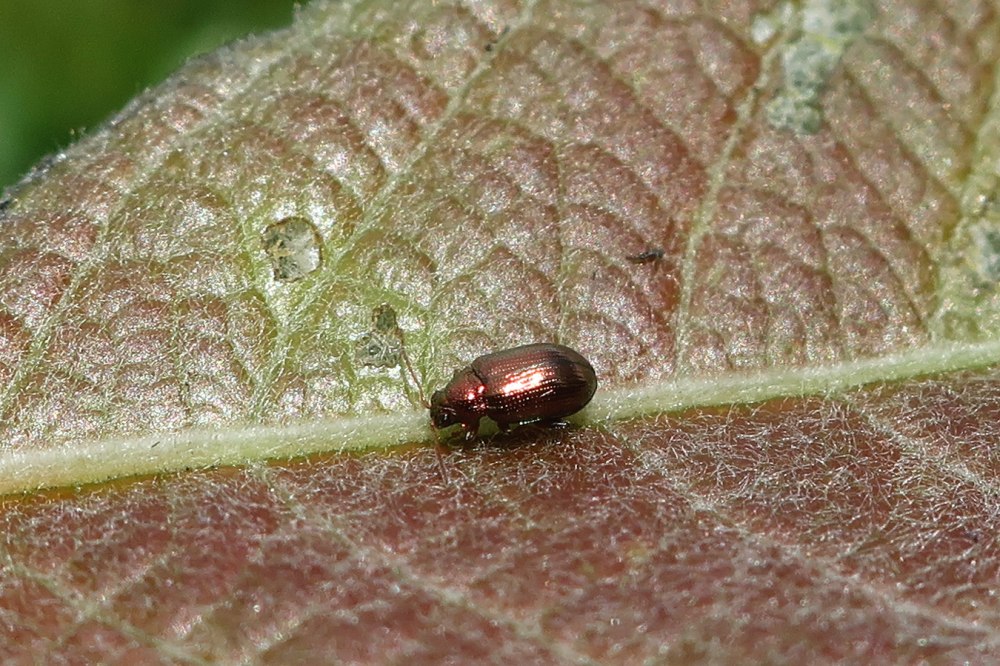 Singa nitidula