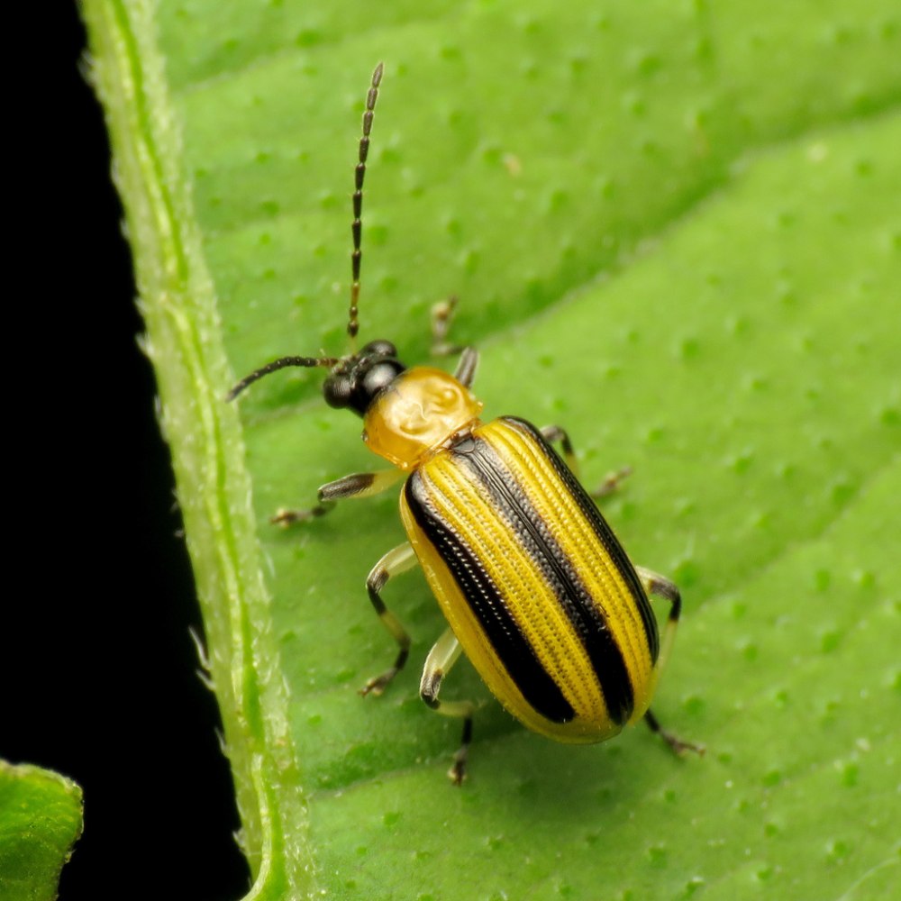 Striped cucumber Beetle