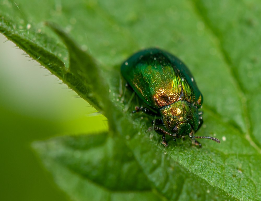 Green Beetle