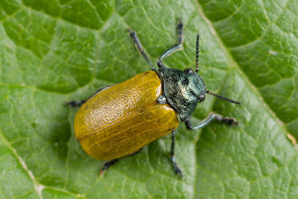 Labidostomis tridentata