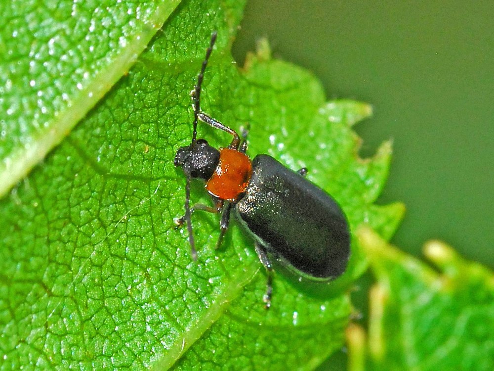 Chaetura viridipennis
