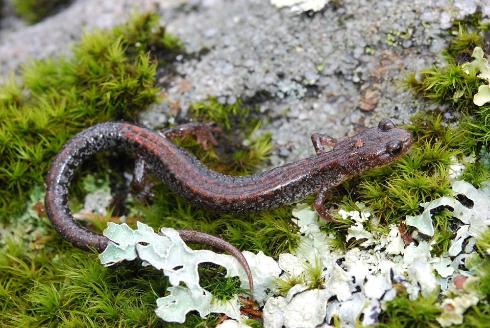 Plethodon