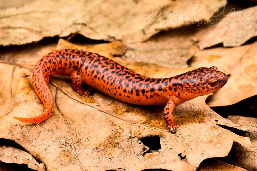 Tylototriton SHANJING