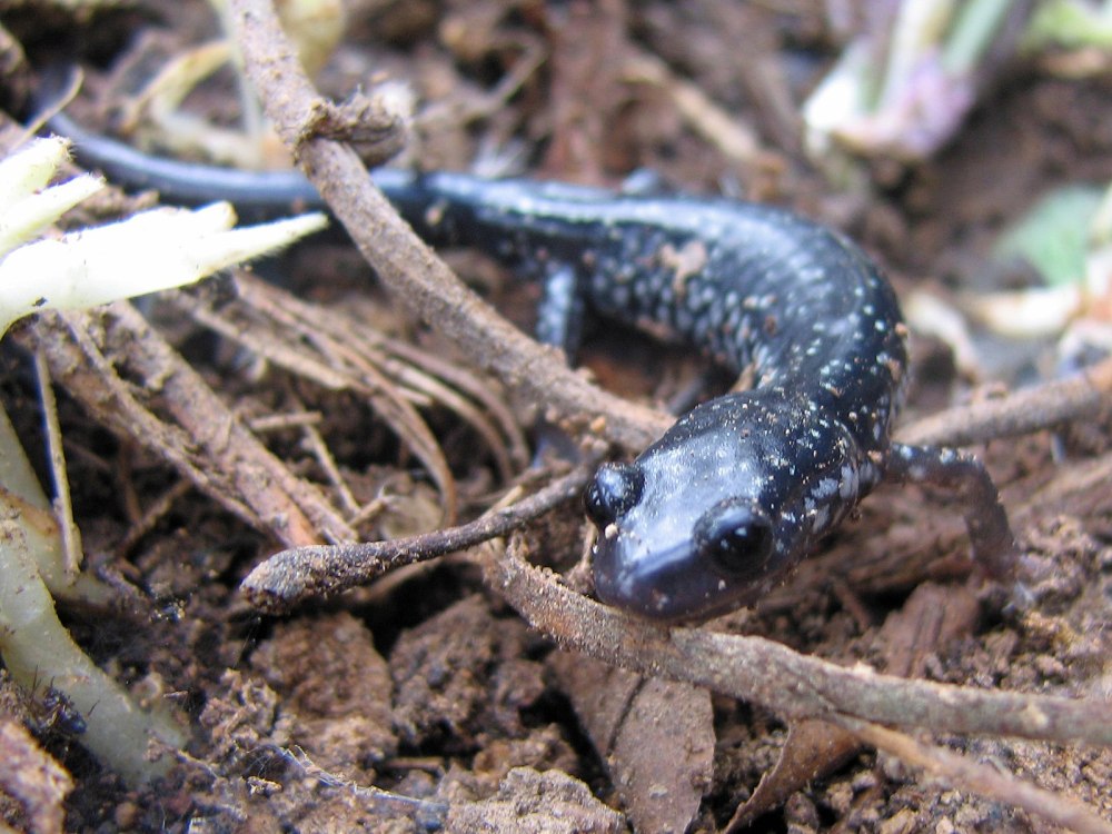 Slimy Salamander Plethodon glutinosus