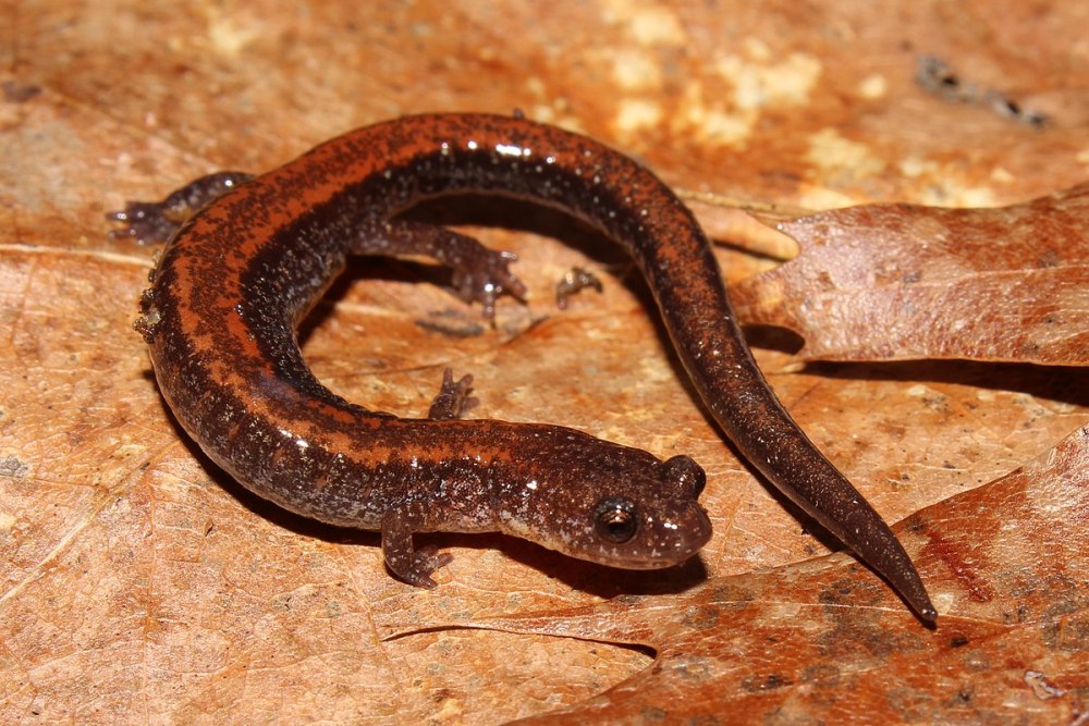 Plethodon cinereus