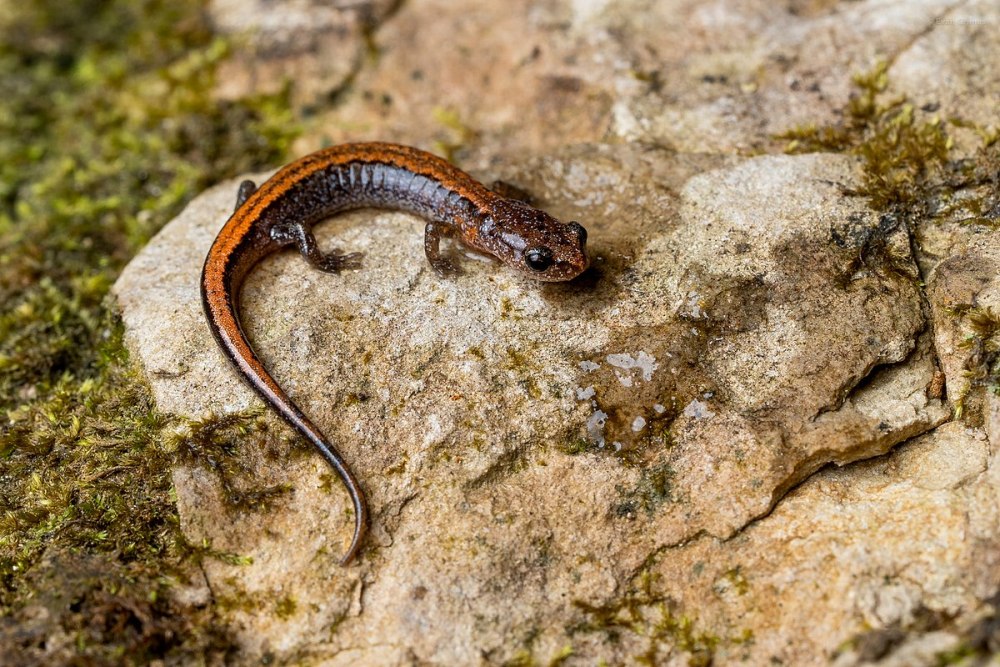 Plethodon