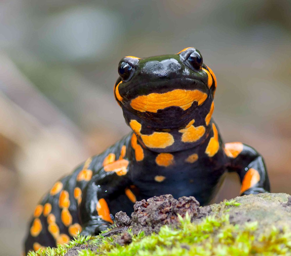 Огненная саламандра Salamandra Salamandra