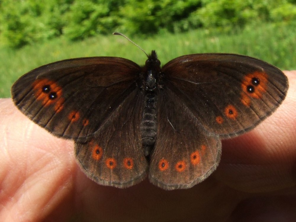 Erebia Medusa бабочка