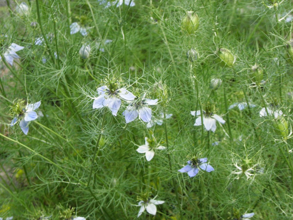 Nigella Sativa l.