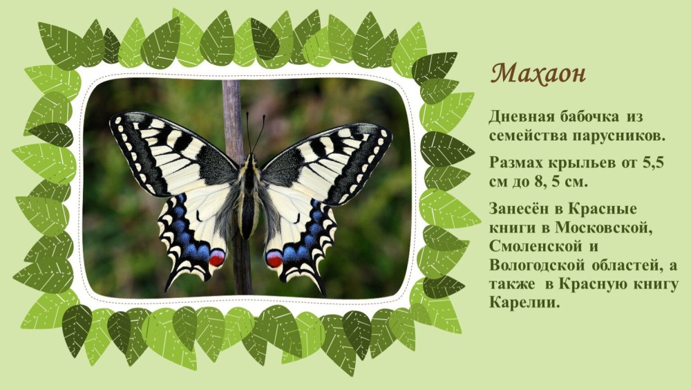 Махаон отряд чешуекрылые