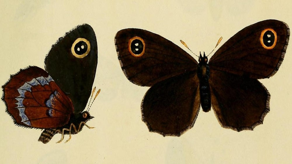 Erebia Cyclopia