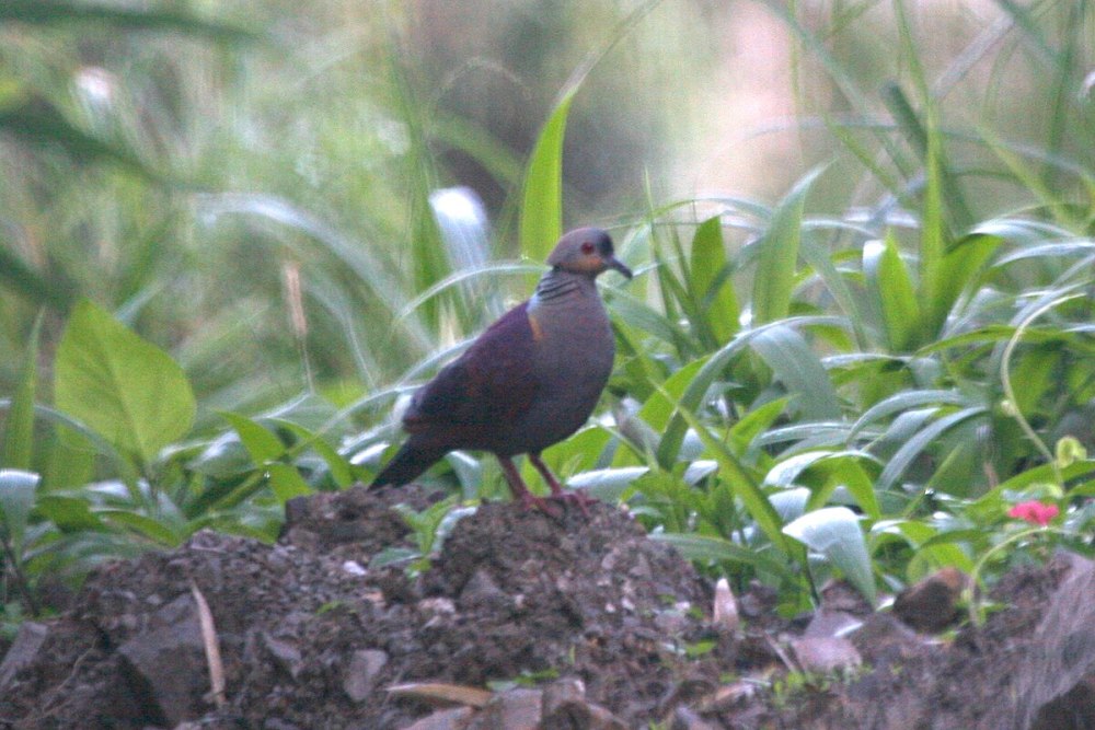 Geotrygon caniceps