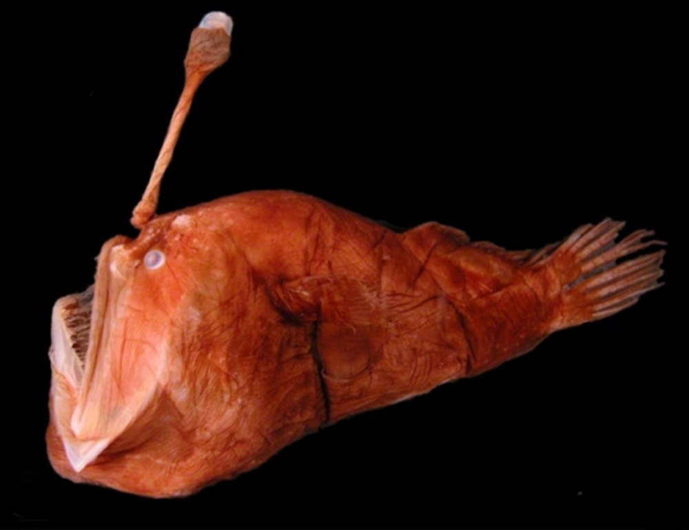 Melanocetus murrayi