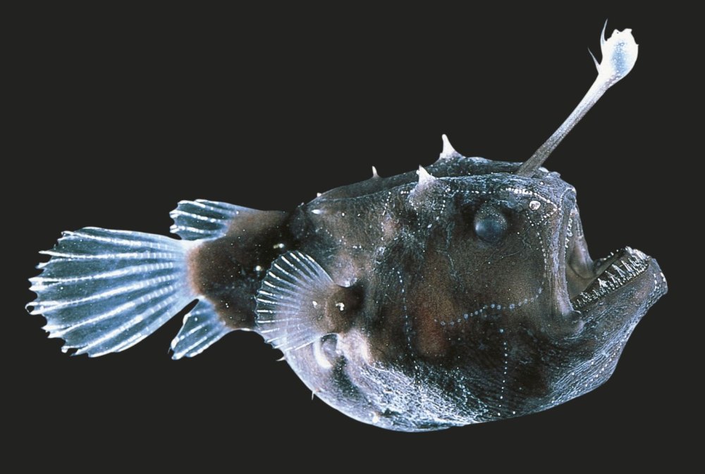 Рыба удильщик морской черт