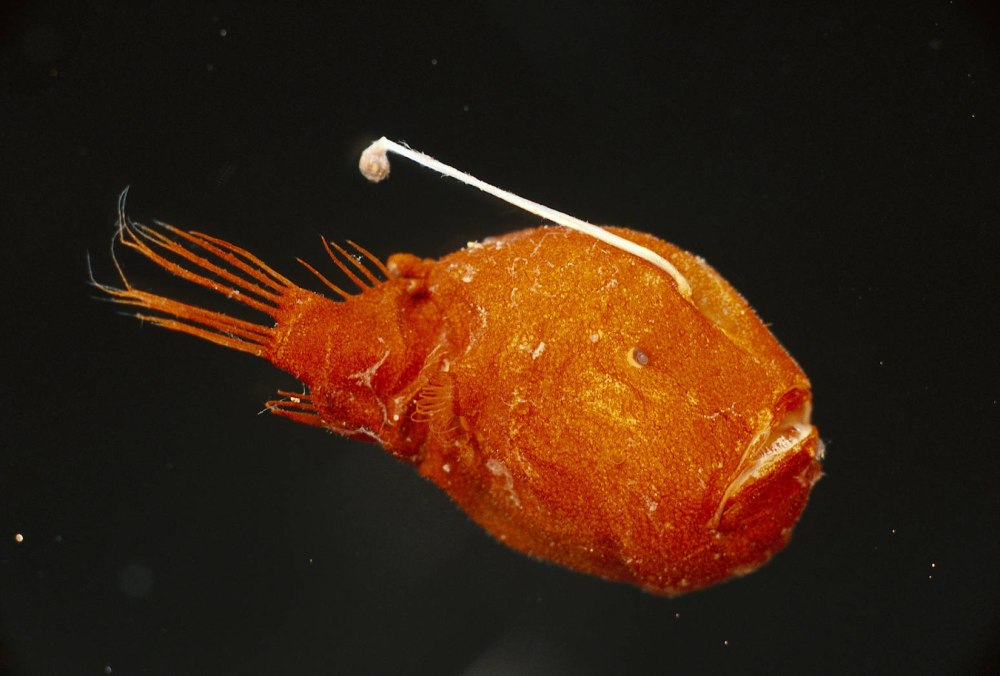 Cryptopsaras couesii