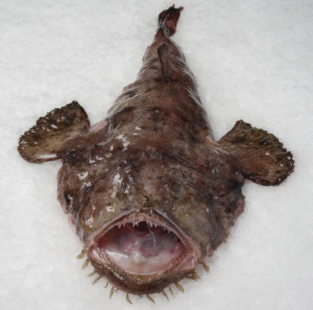 Европейский удильщик морской чёрт