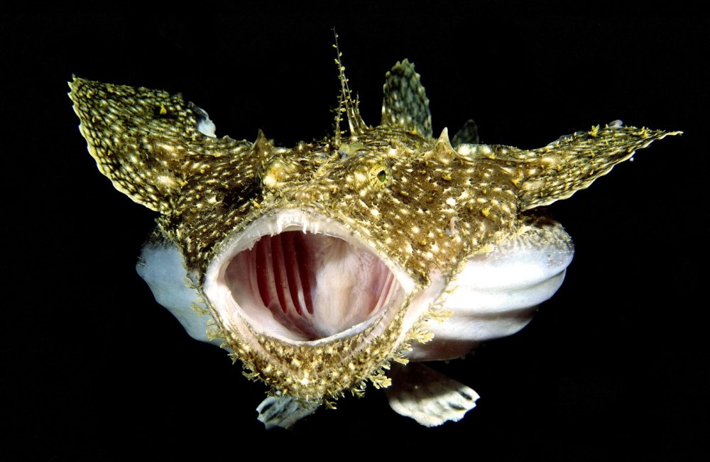 Морской черт (Lophius piscatorius)