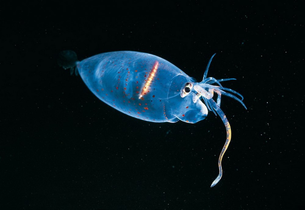 Helicocranchia pfefferi