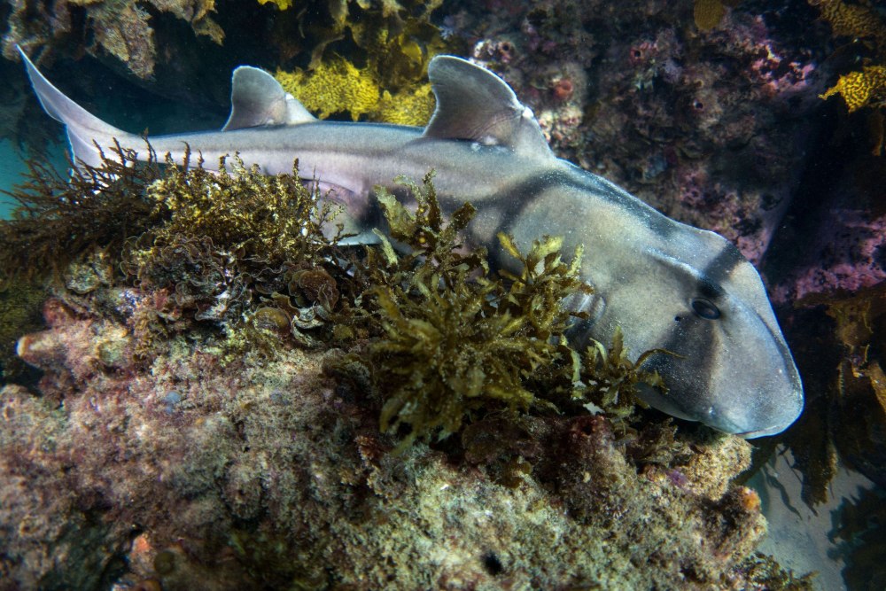 Heterodontus portusjacksoni
