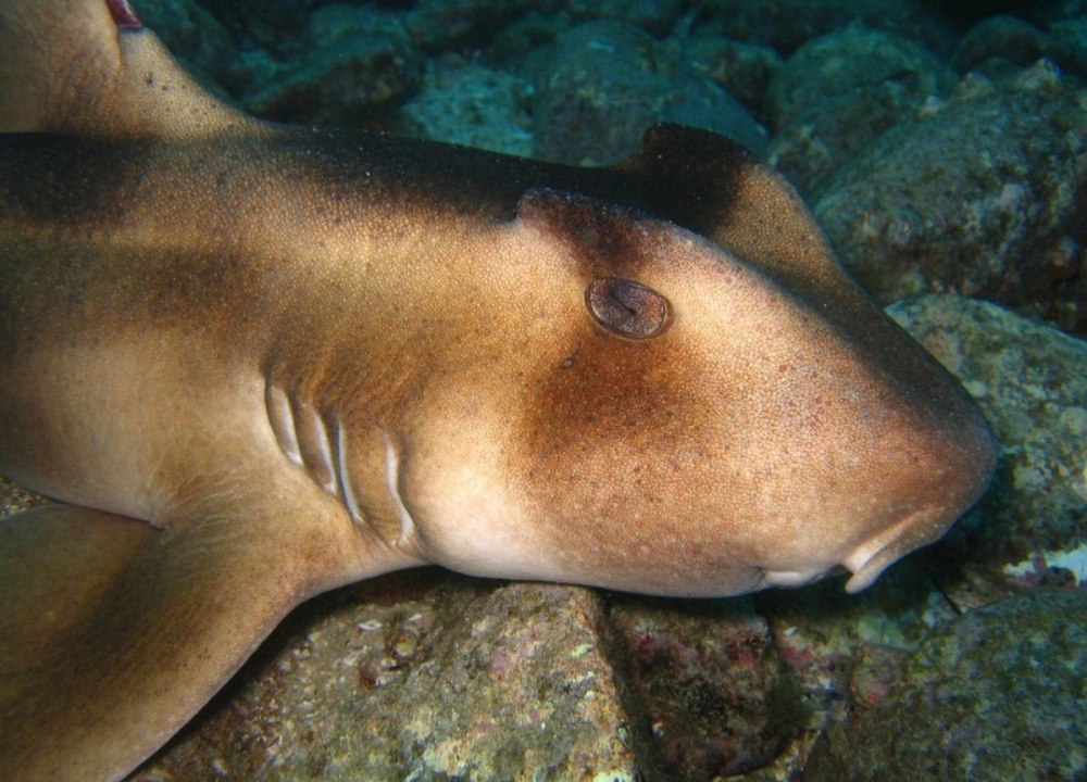 Heterodontus portusjacksoni