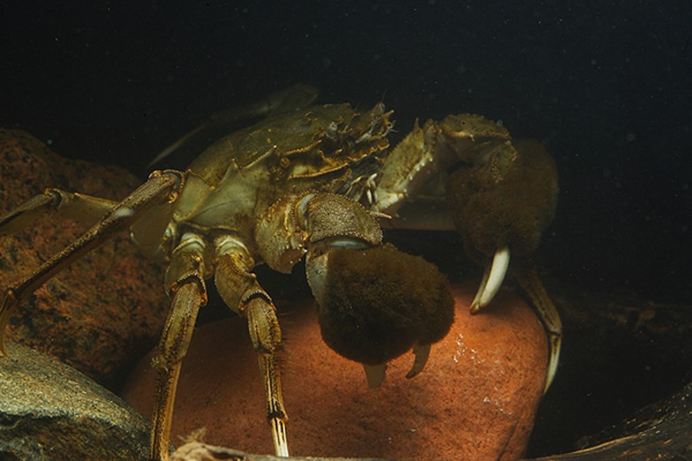 Eriocheir sinensis