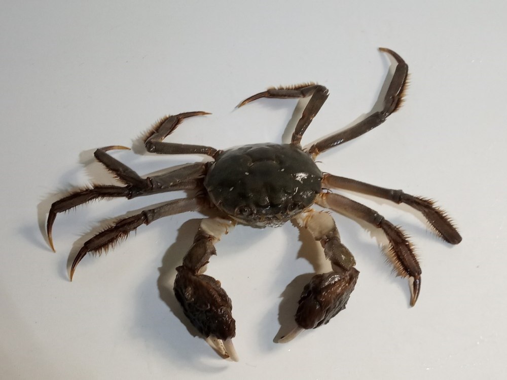 Hemigrapsus sanguineus