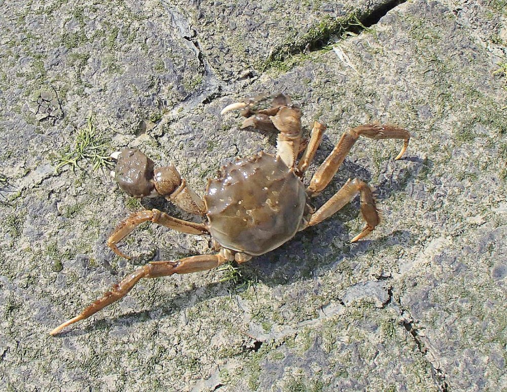 Eriocheir sinensis