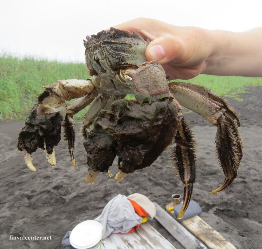 Китайский мохнаторукий что кушает
