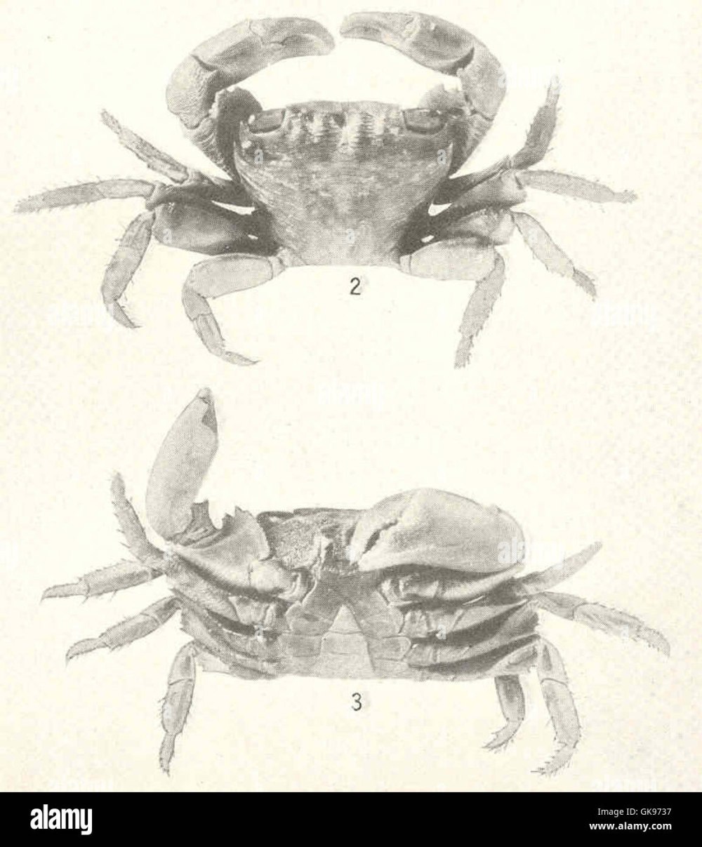 Pachygrapsus transversus