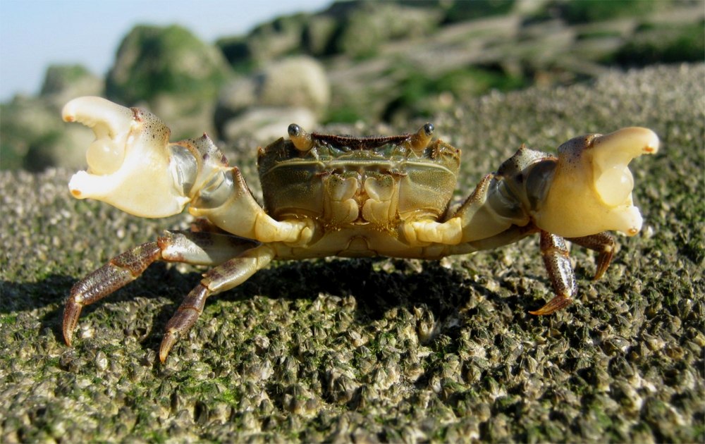 Hemigrapsus sanguineus