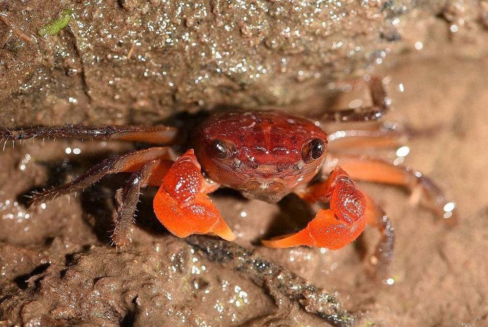 Крабы Geosesarma морфы