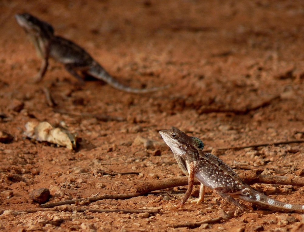 Varanus sivalensis