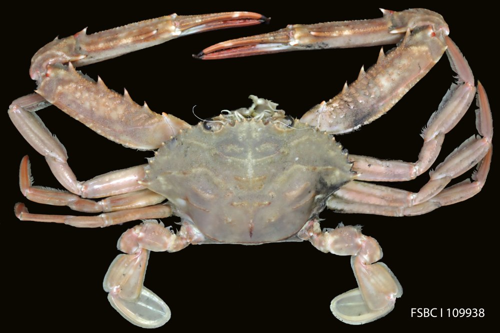 Heteroonops spinimanus