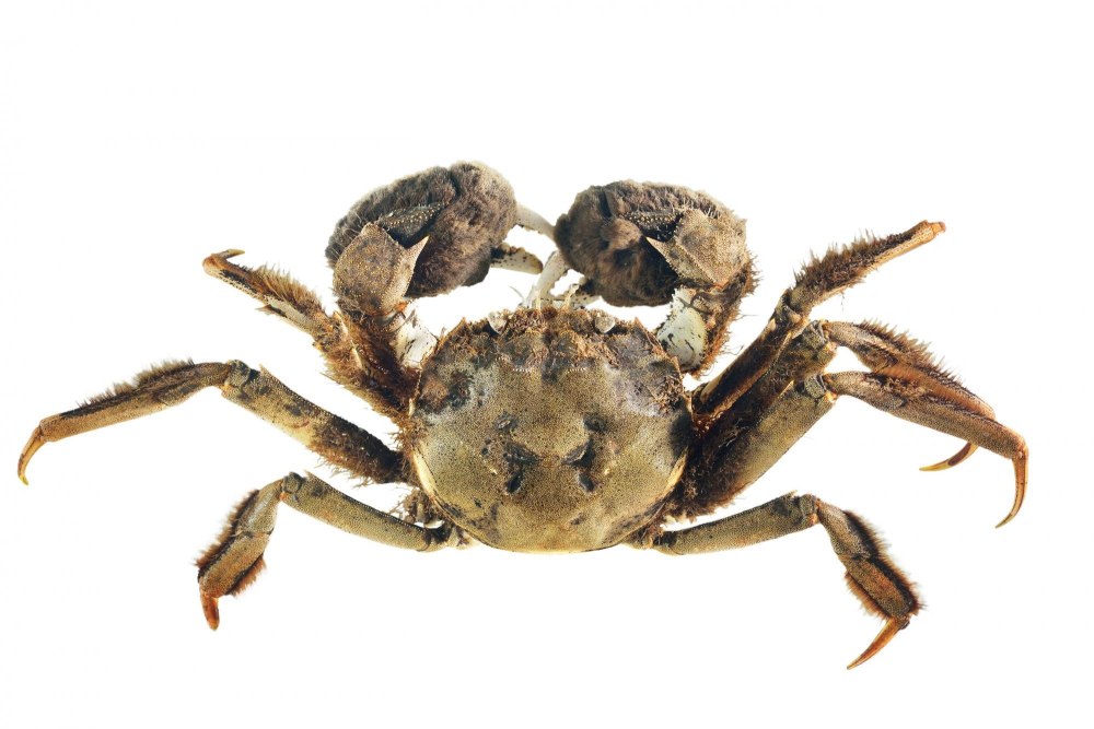 Eriocheir japonica отличие от Hemigrapsus